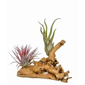 ARR TILLANDSIA