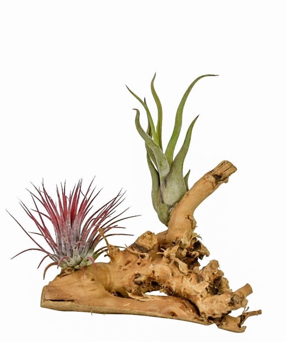 <h4>Arr Tillandsia</h4>