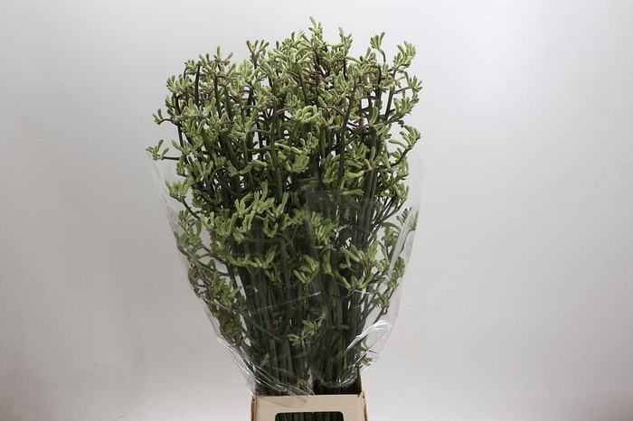 <h4>Anigozanthos Green</h4>