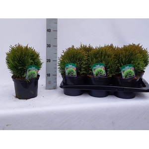 Thuja occidentalis 'Danica'