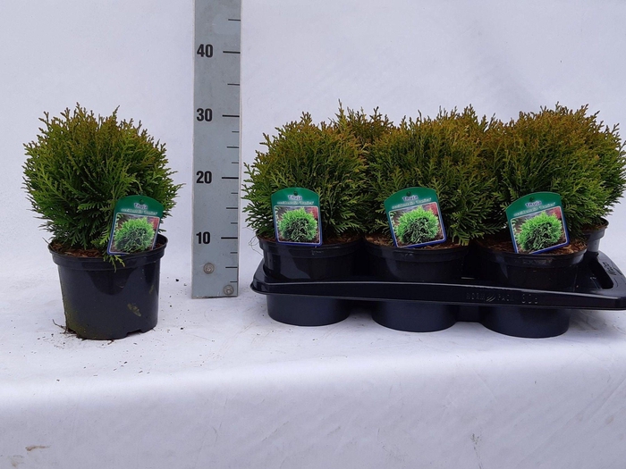 <h4>Thuja occidentalis 'Danica'</h4>