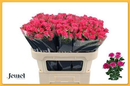 <h4>R Tr Lianne</h4>