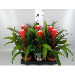 Guzmania  'Hope'