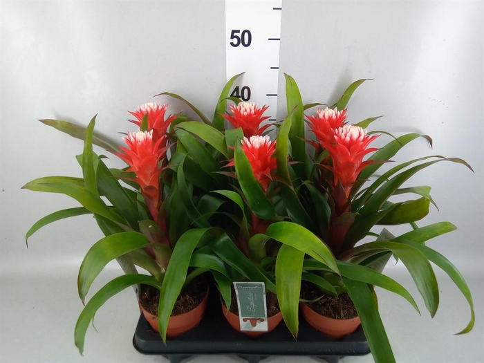 <h4>Guzmania  'Hope'</h4>