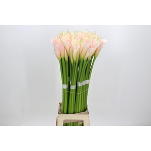 Zantedeschia Eydolls Salmon