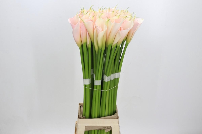 <h4>Zantedeschia Eydolls Salmon</h4>