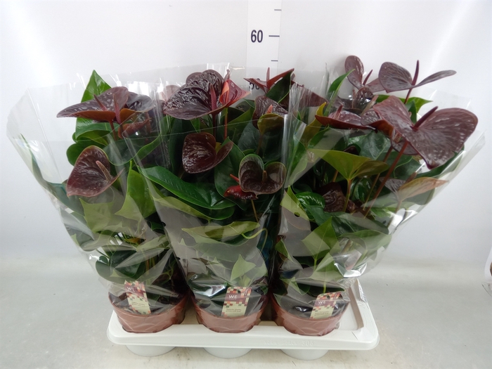 <h4>Anthurium andr. 'Essencia'</h4>