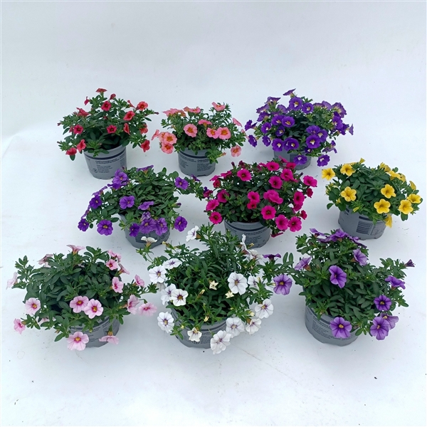 <h4>Calibachoa Carillon mix color etage</h4>