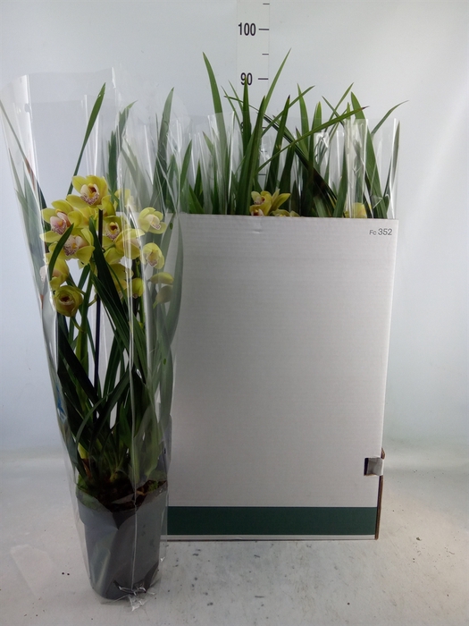 <h4>Cymbidium   ...</h4>