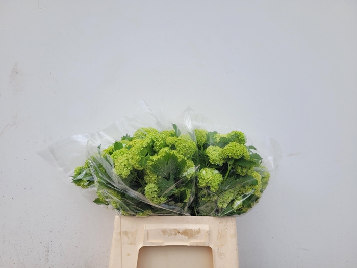 <h4>VIBURNUM ROSEUM ST</h4>