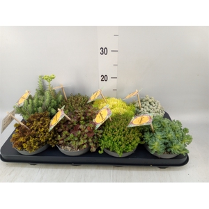 Sedum   ...mix
