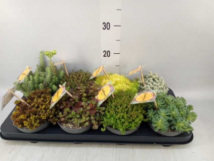 <h4>Sedum   ...mix</h4>