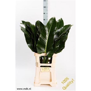 Philodendron St Tropez MDK