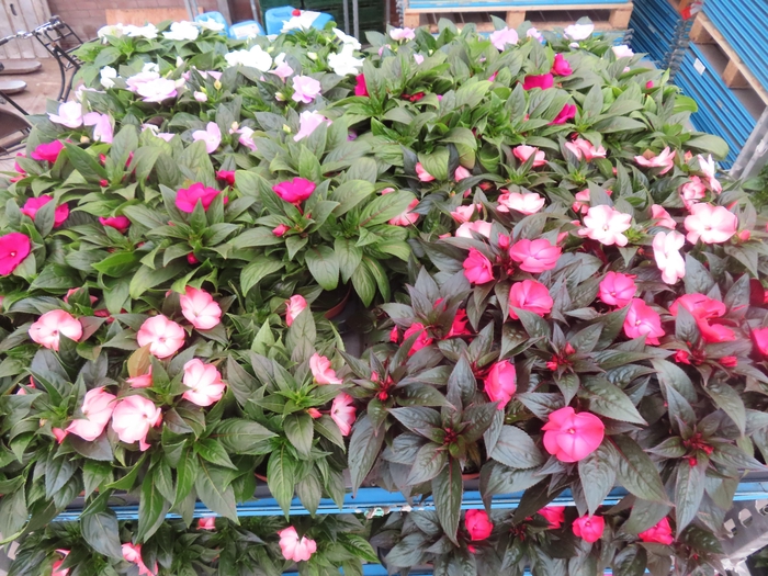 <h4>IMPAT NG MIXK 4 KL</h4>