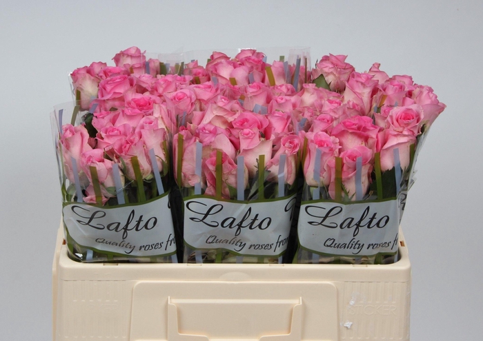 <h4>R GR REVIVAL</h4>