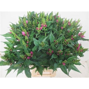 Chelone Obliqua