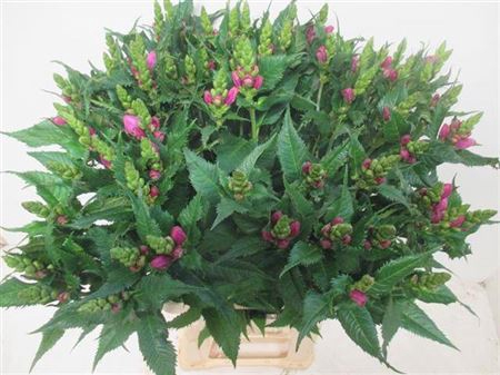 <h4>Chelone Obliqua</h4>