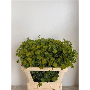 Bupleurum Rotundifol 70cm