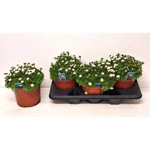 SAXIF AR MARTO WHITE