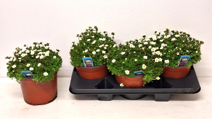 <h4>SAXIF AR MARTO WHITE</h4>