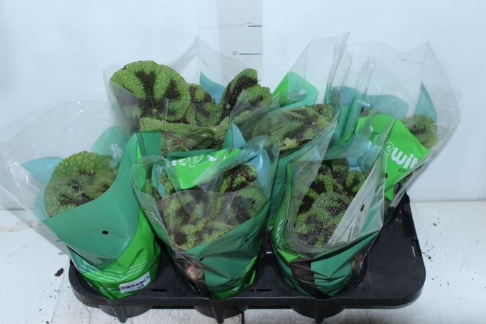 BEGONIA CRUZ FERRO P15
