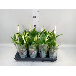 Spathiphyllum  'Pearl Cupido'