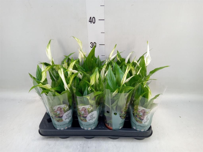 <h4>Spathiphyllum 'Pearl Cupido'</h4>