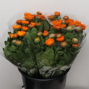 Calendula Oranje