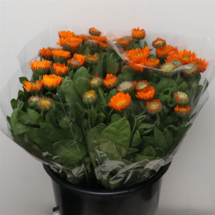 <h4>Calendula Oranje</h4>