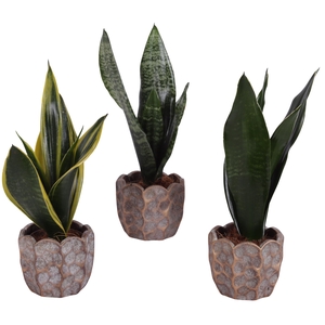 Sansevieria mix Ø09cm in Ø12cm Ceramic PL670