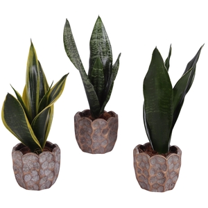 Sansevieria mix Ø09cm in Ø12cm Ceramic PL670