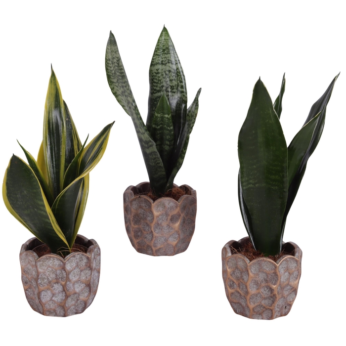 <h4>Sansevieria mix Ø09cm in Ø12cm Ceramic PL670</h4>