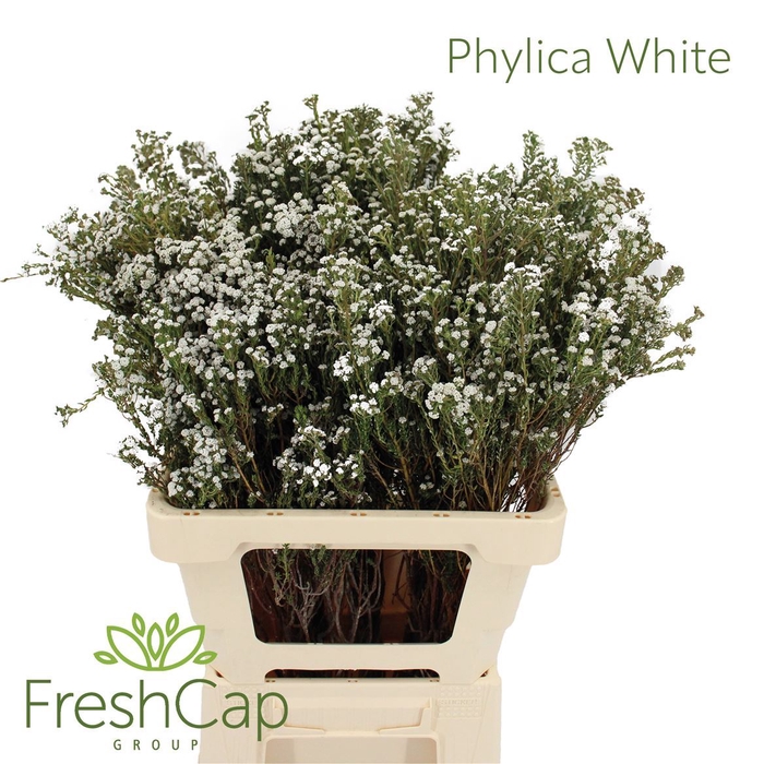 Phylica White