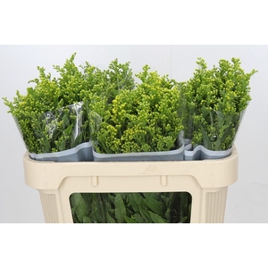 Solidago Golden Glory