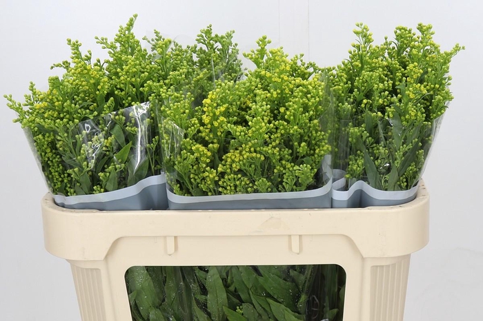 <h4>Solidago Golden Glory</h4>