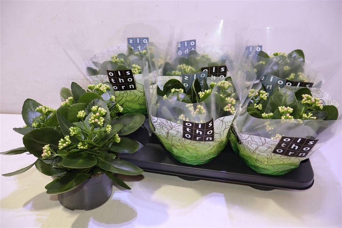 <h4>arr8 Kalan B Ge C Weaver</h4>