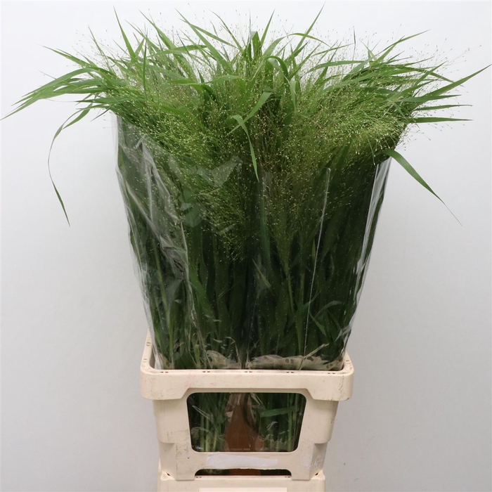 Panicum Fountain