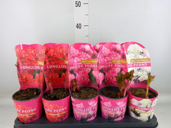 <h4>Paeonia   ...mix</h4>