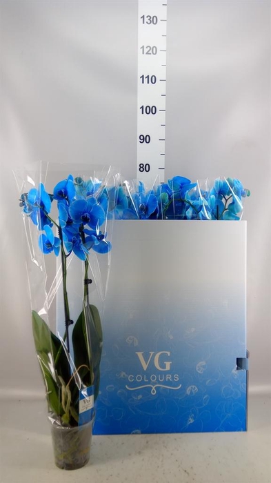 <h4>Phalaenopsis   ...</h4>