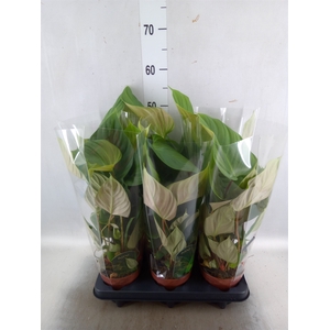 Philodendron nangaritense