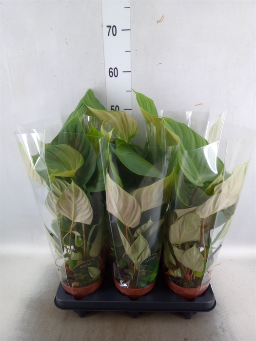 <h4>Philodendron nangaritense</h4>