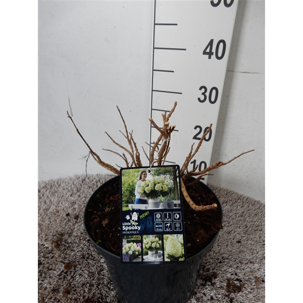 <h4>Hydrangea pan. Little Spooky 25-30 cm P23</h4>
