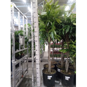 Ficus binn. 'Amstel King'