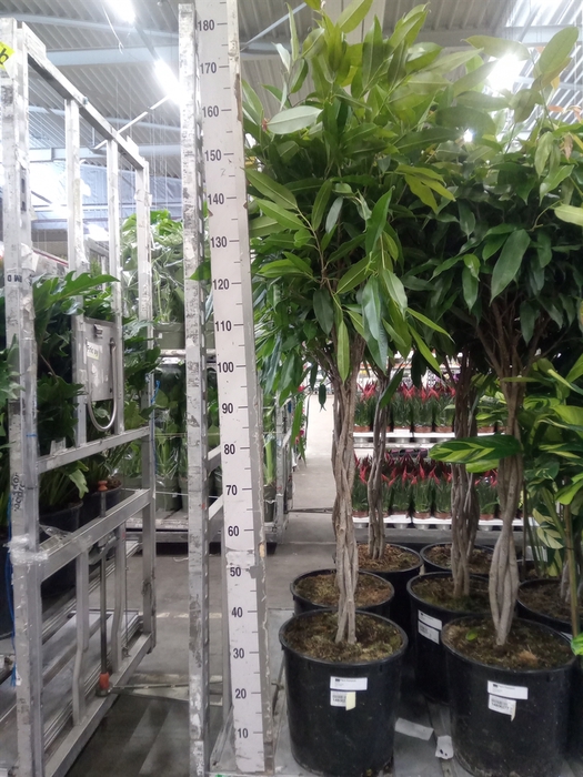 <h4>Ficus binn. 'Amstel King'</h4>