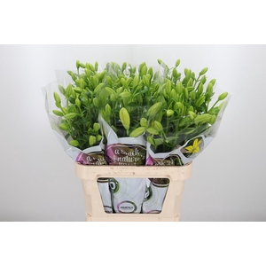 Li La Nashville Geel