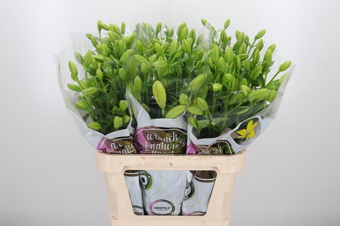 <h4>Li La Nashville Geel</h4>