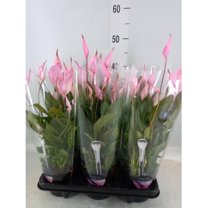 Spathiphyllum  'Bellini'