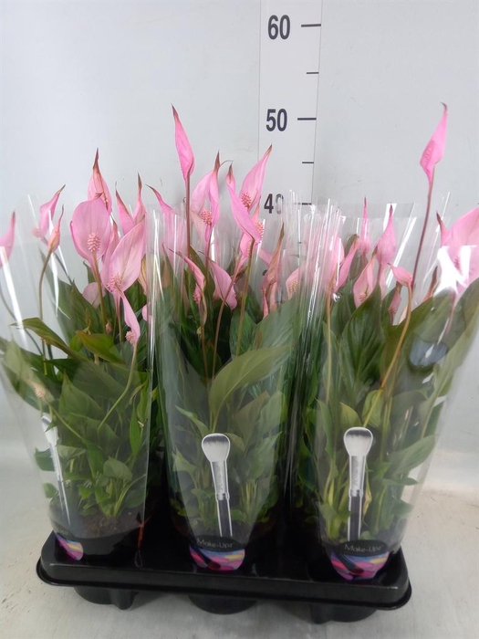 <h4>Spathiphyllum 'Bellini'</h4>