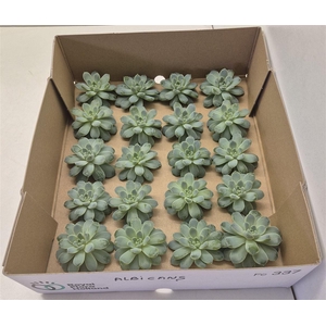 Echeveria Albicans Klein X20