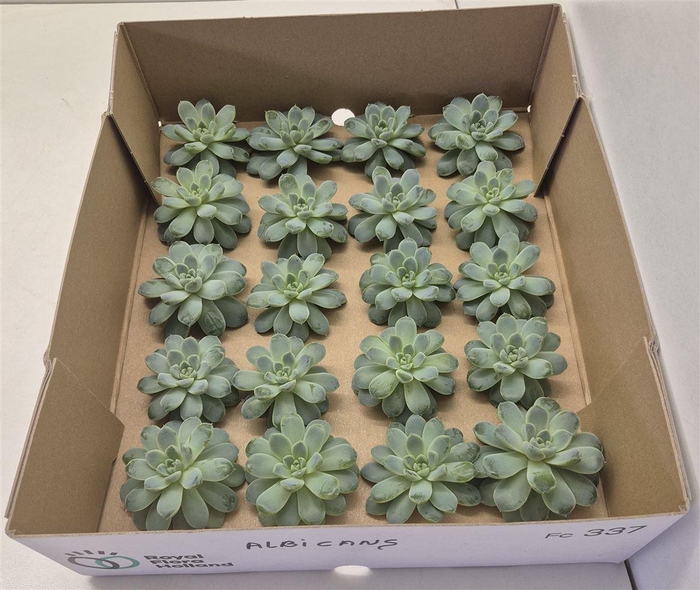 <h4>Echeveria Albicans Klein X20</h4>